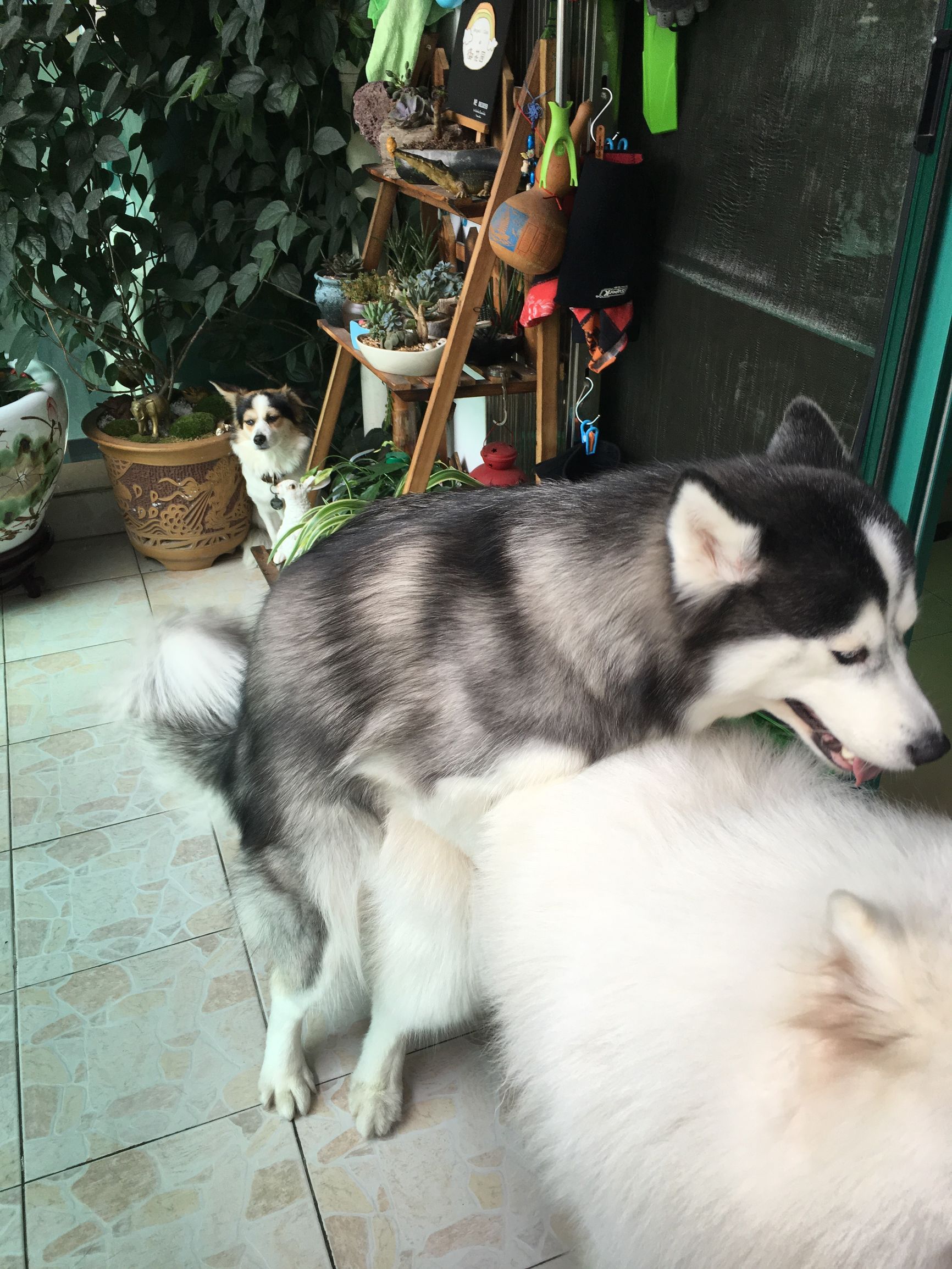 瀵逛笉璧蜂簩鍝堢殑鐪肩,瀵逛笉璧锋垜鐖变綘浜屽搱