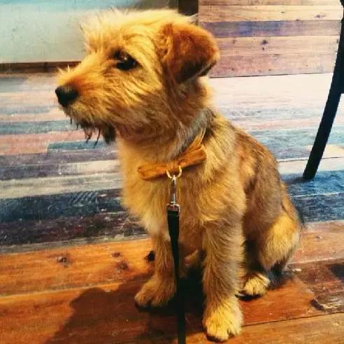 上海宠物领养阿拉斯加,上海宠物领养活动