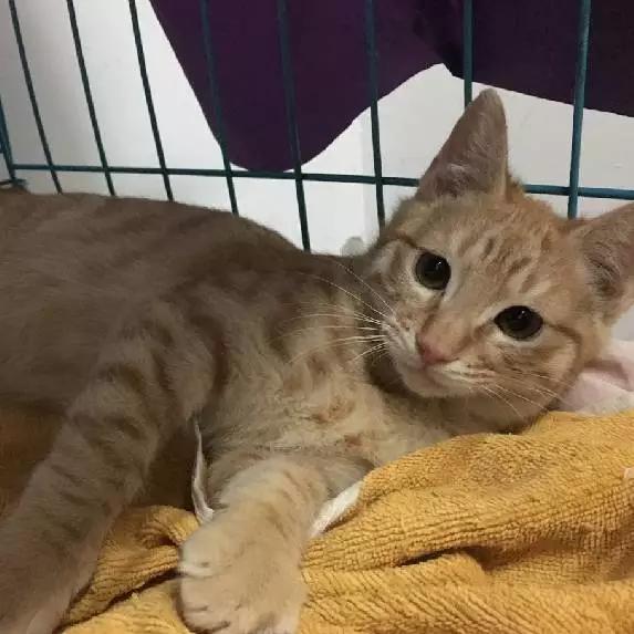 上海宠物领养阿拉斯加,上海宠物领养活动