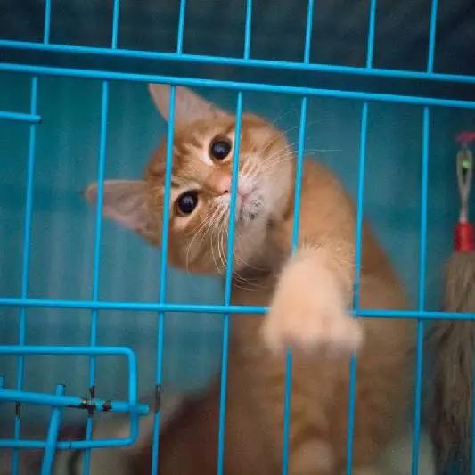 上海宠物领养阿拉斯加,上海宠物领养活动