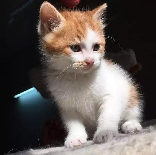 上海宠物领养阿拉斯加,上海宠物领养活动