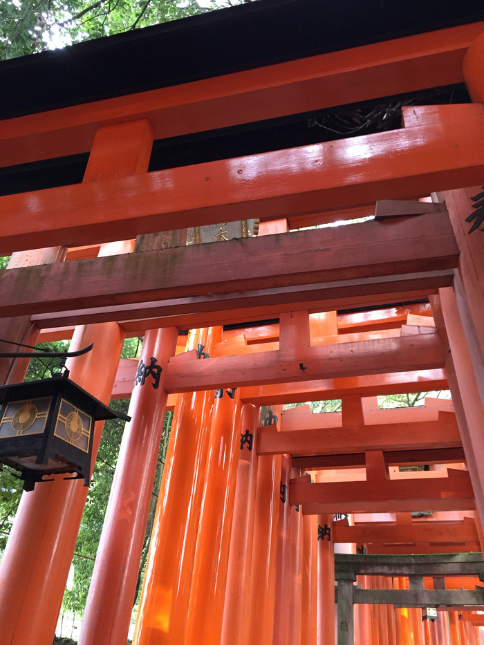 日本的冬天仍然色彩残暴,冬季日本的冰雪阳光