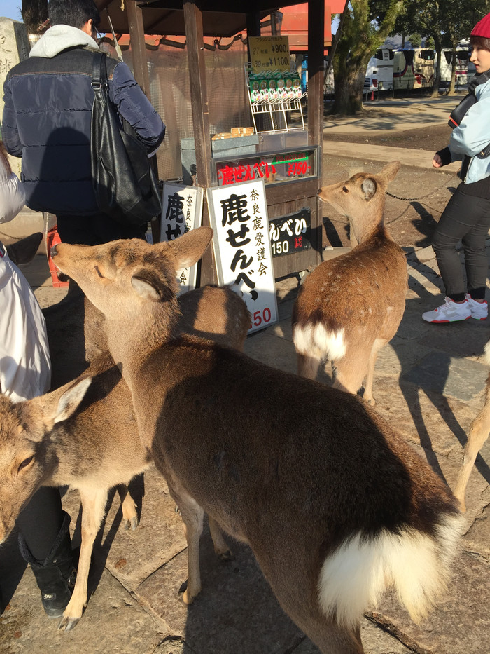 日本的冬天仍然色彩残暴,冬季日本的冰雪阳光