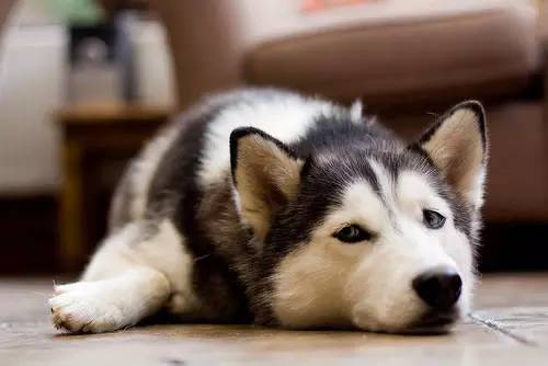 哪些美食男性吃了可以补肾,男人吃了滋补女人吃了美容养颜