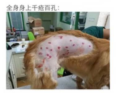 宠物狗能不能上飞机托运,飞机托运狗狗受伤