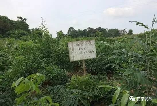 给网友的一封信,南宁市民的一封信