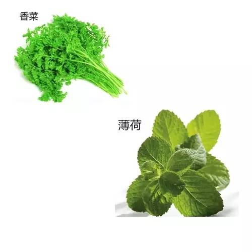 击退小疹子,四种方法帮你止痒