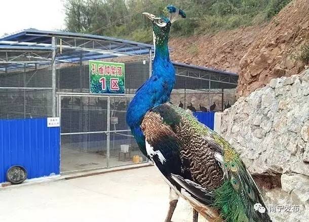 给网友的一封信,南宁市民的一封信