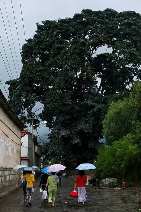 夏天就该去玩,夏天就去丽江旅游