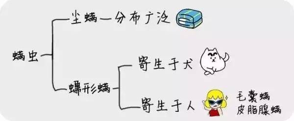杭州一男子因眼睛奇痒就医，睫毛里竟爬出3条虫！