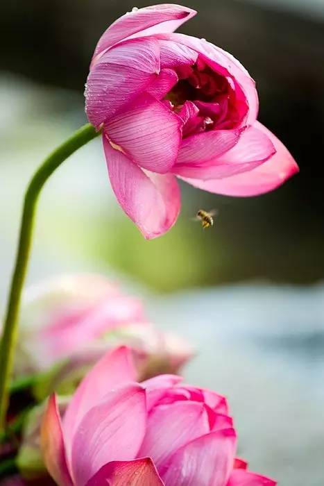 夏天就该去玩,夏天就去丽江旅游