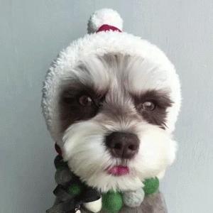 昆明买到星期狗怎么处理,一千多买的狗病了可以起诉吗