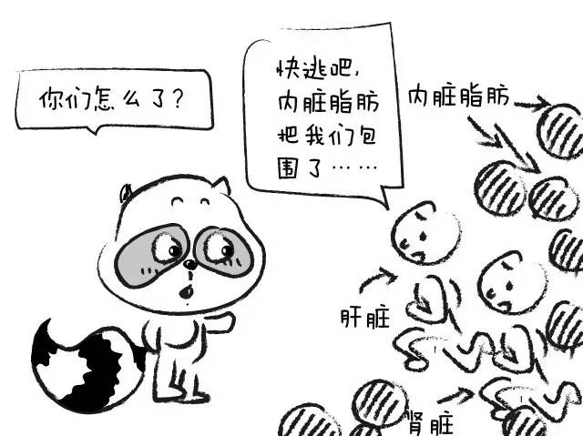 腰围粗就是内脏脂肪吗,腰围粗但是肚子上没肉