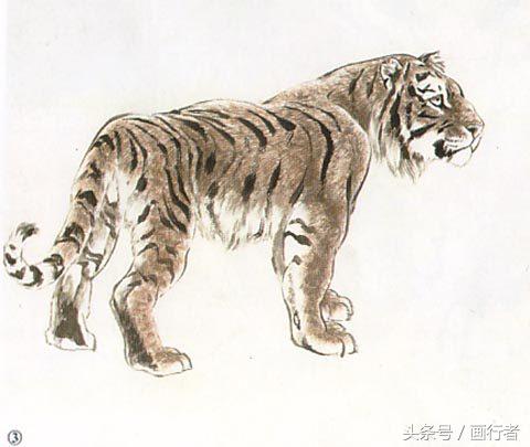 画虎年老虎,国画虎的基本绘画技法