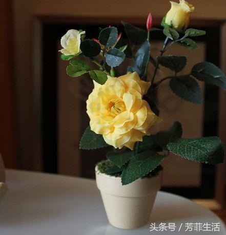 养月季最常见的叶枯病，两步就能救回来！