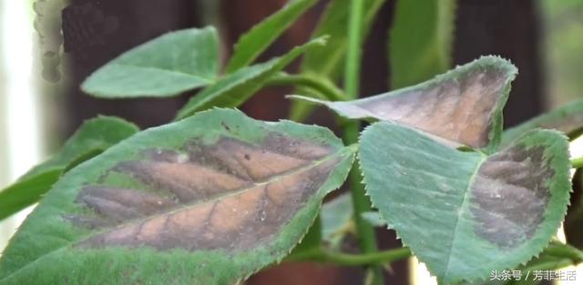养月季最常见的叶枯病，两步就能救回来！