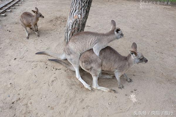 36个必须知道的澳洲旅行贴士,澳洲昆士兰州自由行攻略