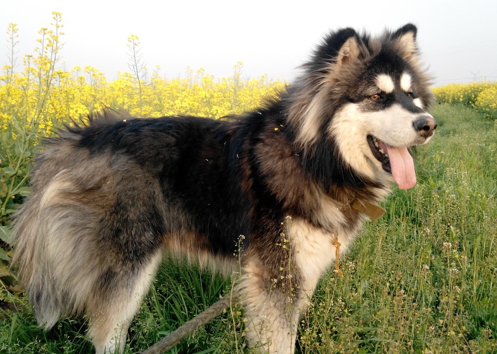 狗狗价格一览表2021,常见家养狗狗价格一览表