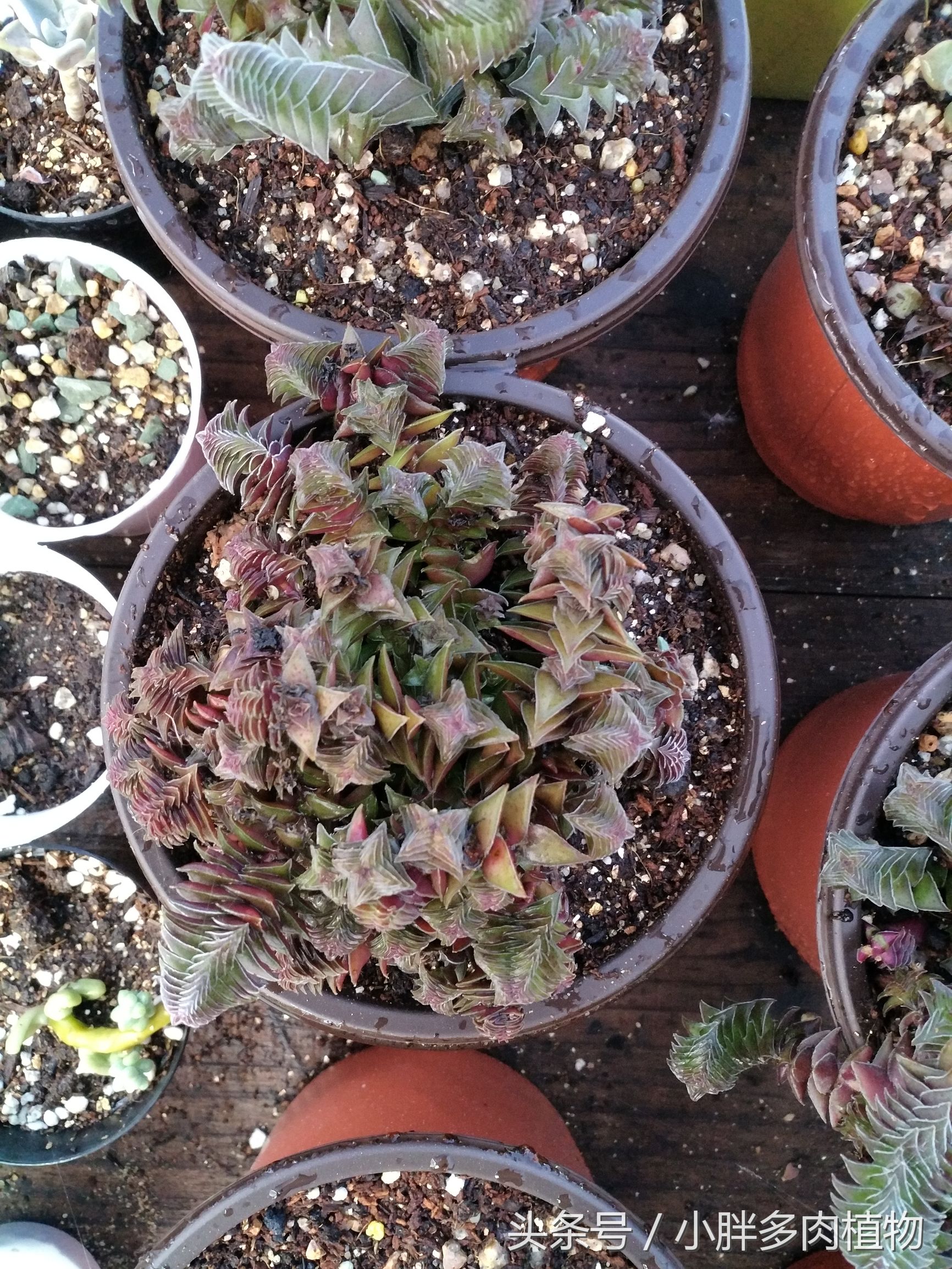 多肉植物茜之塔,多肉植物茜之塔锦