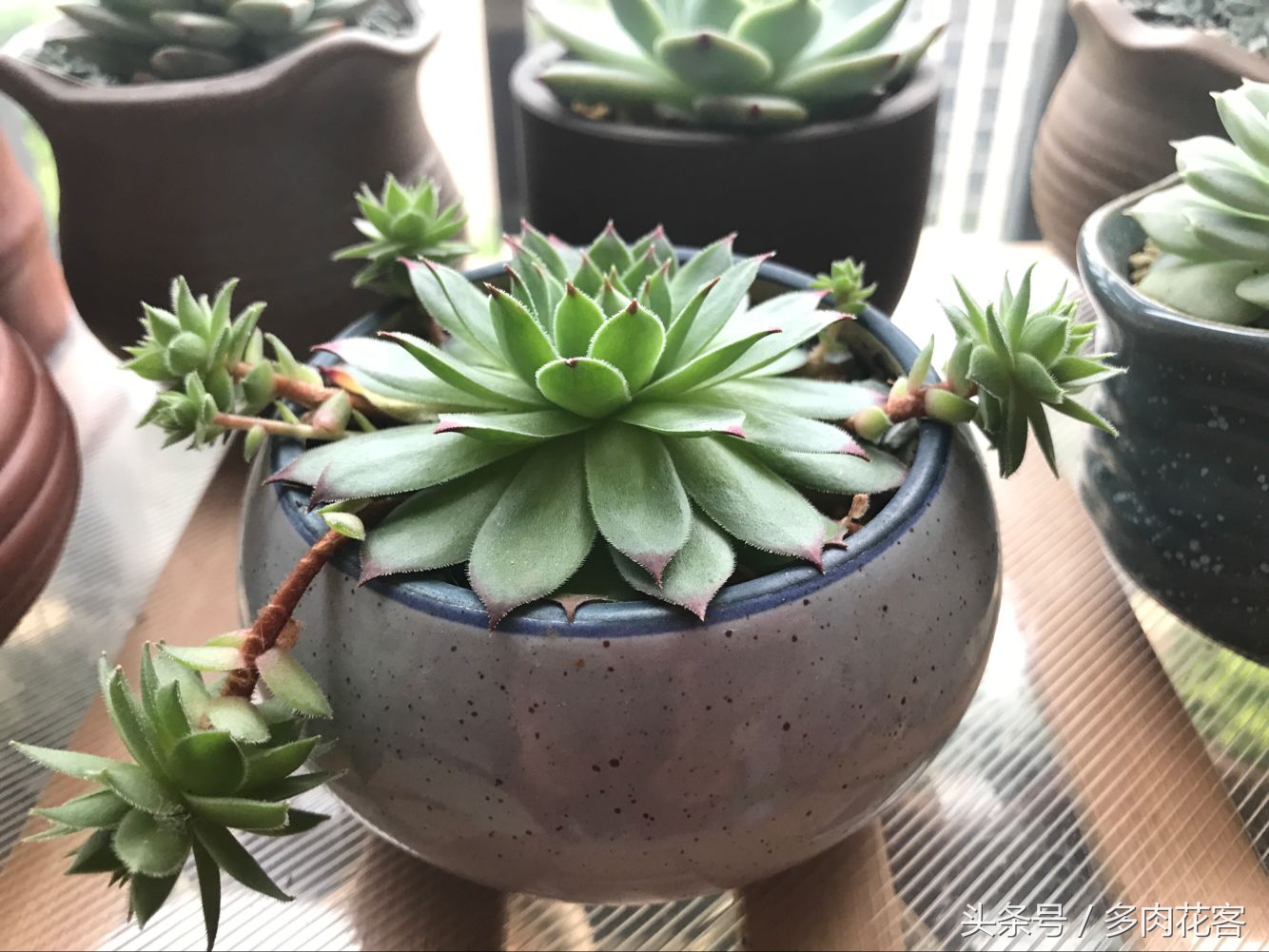 多肉植物怎么避免晒伤,多肉夏天如何防止晒伤