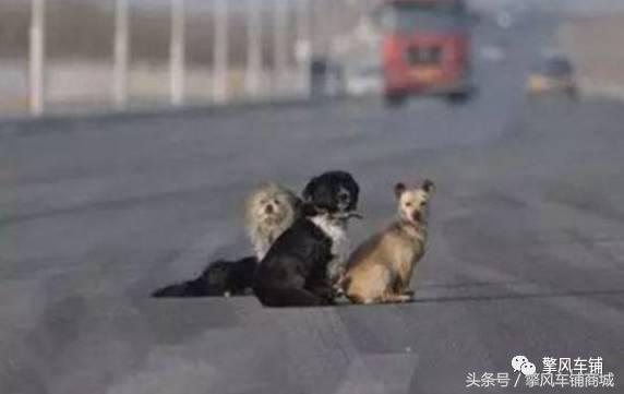 狗狗伤人赔偿标准,车撞了狗狗跑了保险赔吗