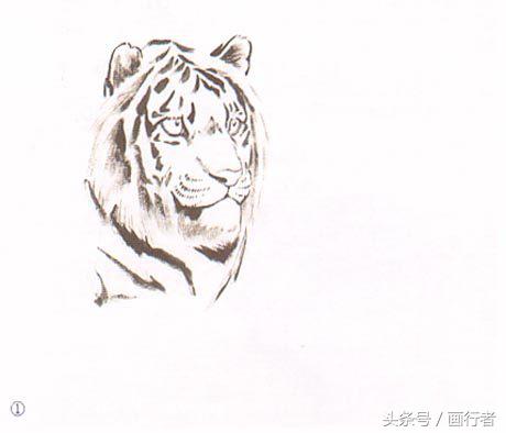 画虎年老虎,国画虎的基本绘画技法