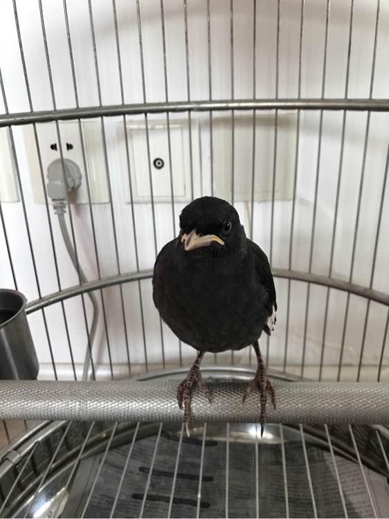 天下一场梦关于八哥的视频,天下一场梦的八哥在哪里买的