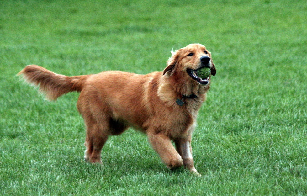 狗狗价格一览表2021,常见家养狗狗价格一览表