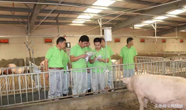 怀孕母猪要怎么保健,怀孕母猪养好的四大关键