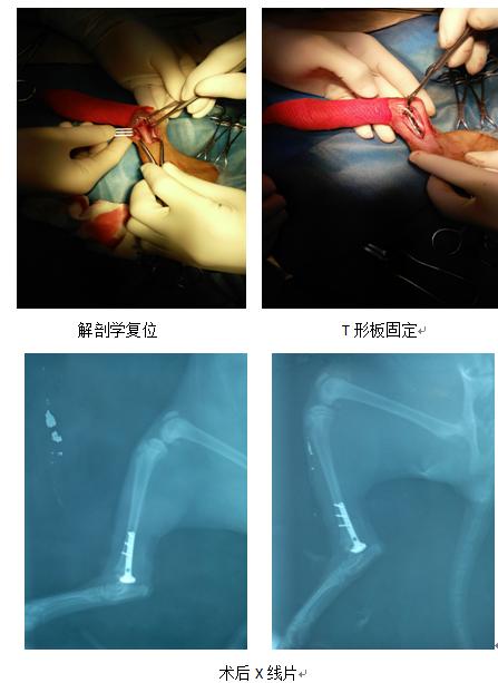 猫前肢肱骨头骨折,猫股骨远端骨折治疗