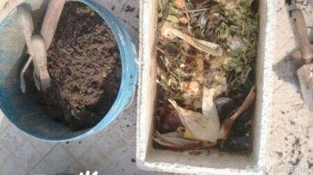 种花也要选对营养土,种花没有土只有沙子怎么办