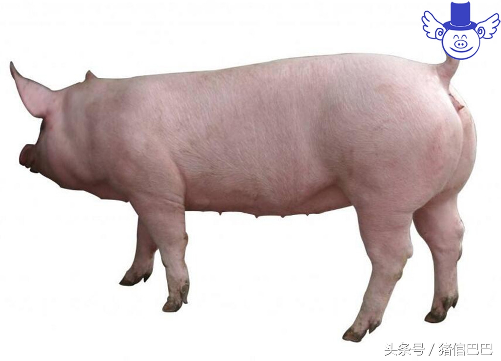 只有解决母猪返情这一大难题，才能保证自繁自养的效益！