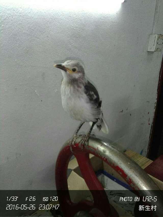 天下一场梦关于八哥的视频,天下一场梦的八哥在哪里买的