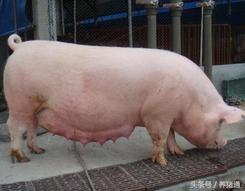 怀孕母猪要怎么保健,怀孕母猪养好的四大关键