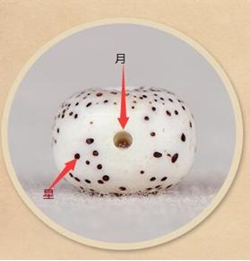 星月菩提文玩相关知识,星月菩提老籽科普介绍