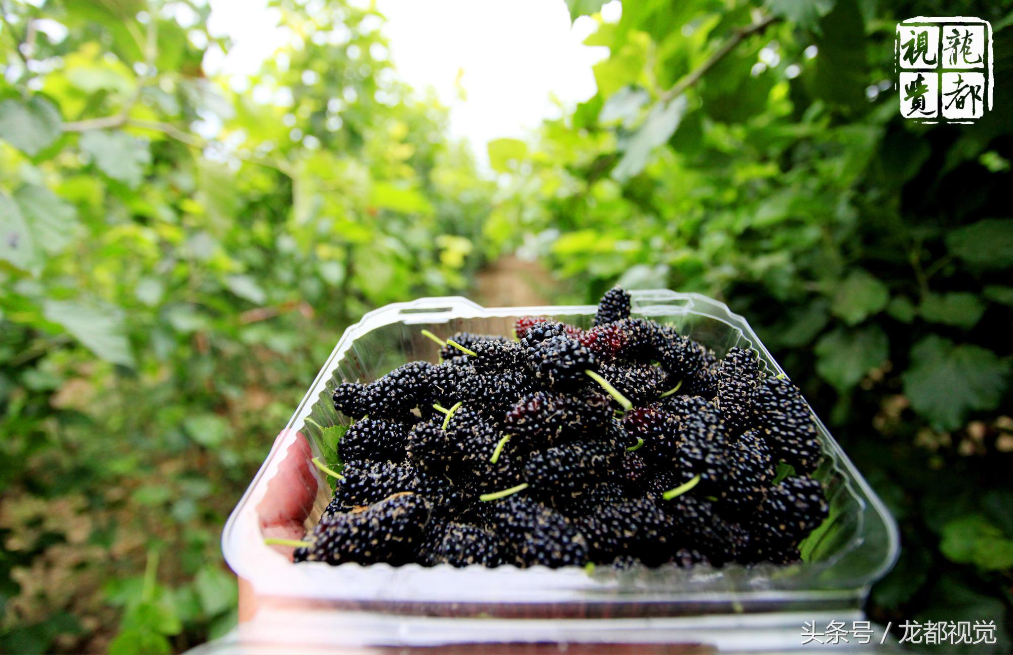 摆地摊卖桑葚,路边摆摊卖桑葚