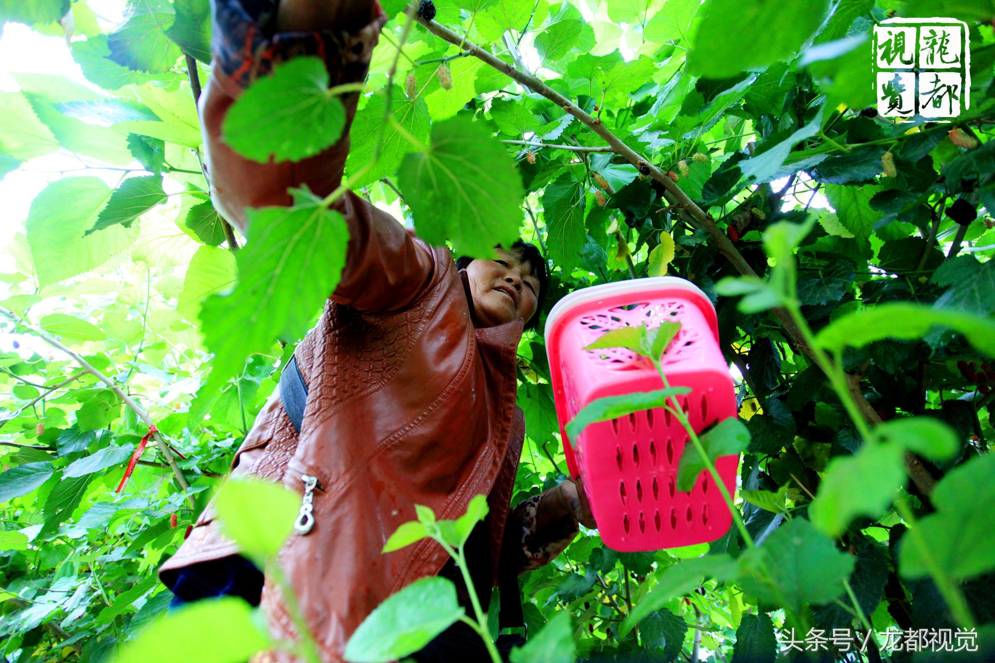 摆地摊卖桑葚,路边摆摊卖桑葚