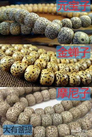 星月菩提文玩相关知识,星月菩提老籽科普介绍