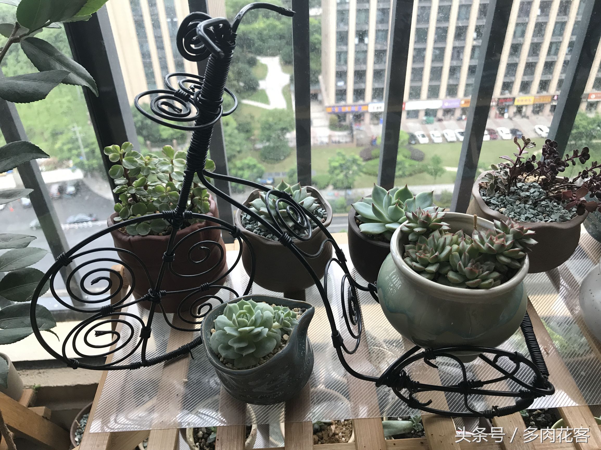 多肉植物怎么避免晒伤,多肉夏天如何防止晒伤