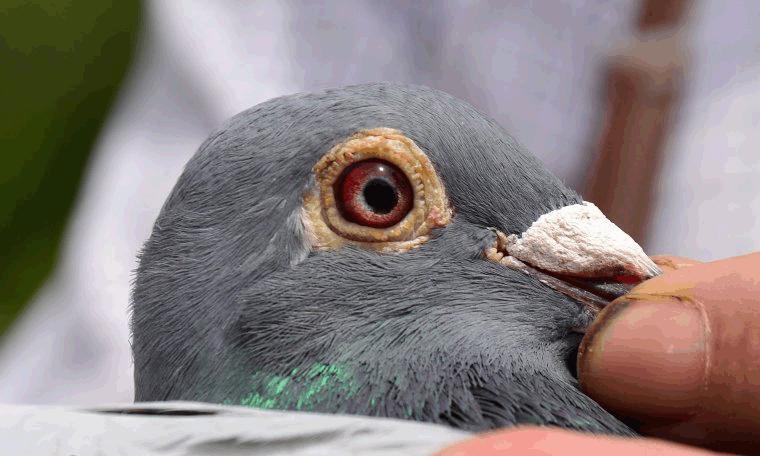 比利时赛鸽比赛视频,比利时赛鸽中长距离有哪些赛事