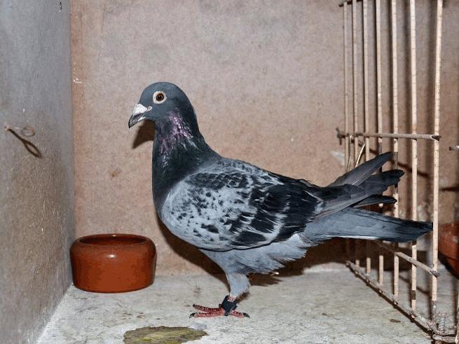 比利时赛鸽比赛视频,比利时赛鸽中长距离有哪些赛事