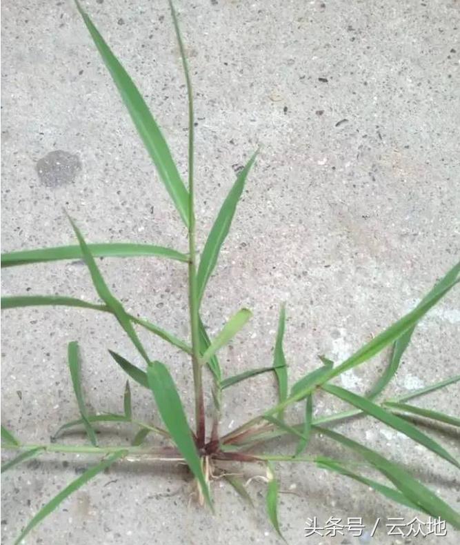 稻田草多怎么除掉,水稻田狗尾草怎么除