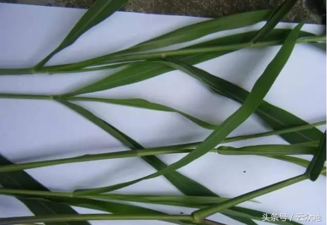 稻田草多怎么除掉,水稻田狗尾草怎么除