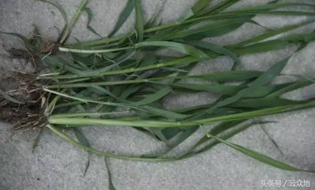 稻田草多怎么除掉,水稻田狗尾草怎么除