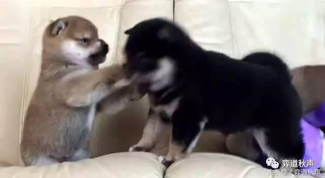 难越的半目天堑AlphaGo自我对局的欣赏与学习（7）