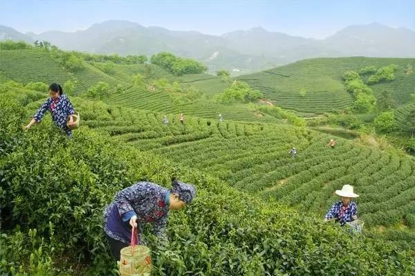 为什么要去四川广元,对不起我要去钟祥了图片