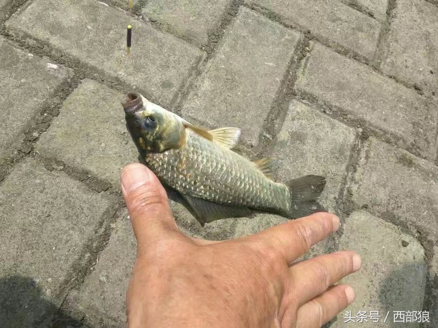 一斤多的黄丫头钓鱼视频,野塘钓黄刺鱼