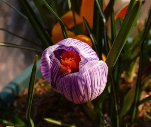 罕见的花红色,正宗藏红花西藏的藏红花