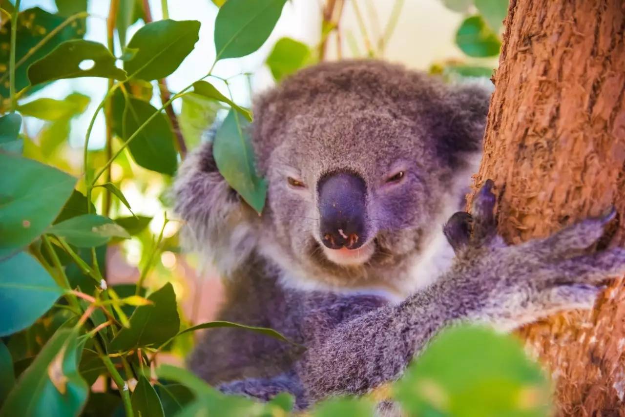 北石：这个由一群流放者建立的国家如今居然这么发达和美丽