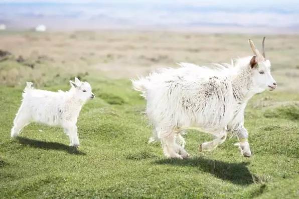 羊被剃毛后会死吗,羊毛剃光了羊会不会冷